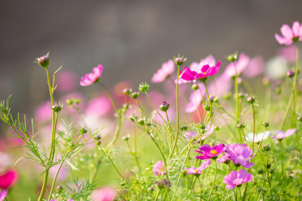 Workshop: Edible plants Saturday 28 June